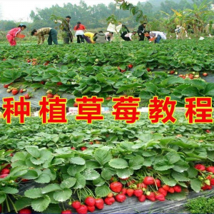 草莓种植技术全套视频教程大全科学培训方法经验大棚栽培教程资料-虚拟资料库