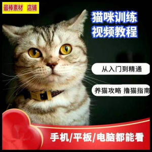 猫咪训练+养猫攻略大全技巧秘诀自学教程课程视频-虚拟资料库