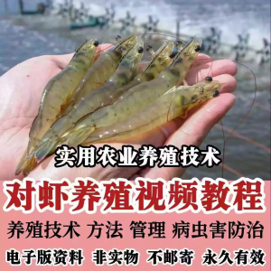 对虾养殖技术视频教学教程水质管理日常养护疾病防治南美白素材-虚拟资料库
