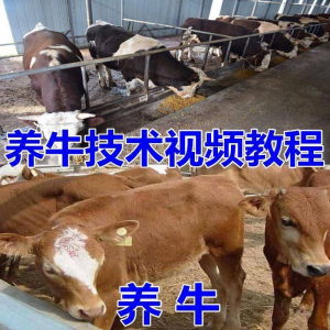 养牛养羊视频教程疾病防治挤奶牛场建设放牧饲养猪技术全套发育-虚拟资料库