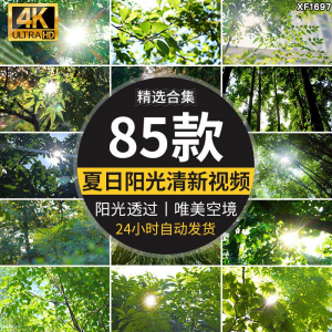 4K夏日阳光透过树叶森林空境升格大自然唯美清新绿叶实拍视频素材-虚拟资料库