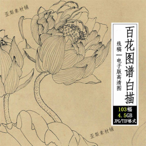 百花图谱白描线稿图集 国画花卉植103幅tif格式3.6G高清图片素材-虚拟资料库